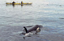 Canada-British Columbia-God's Pocket Sea Kayaking